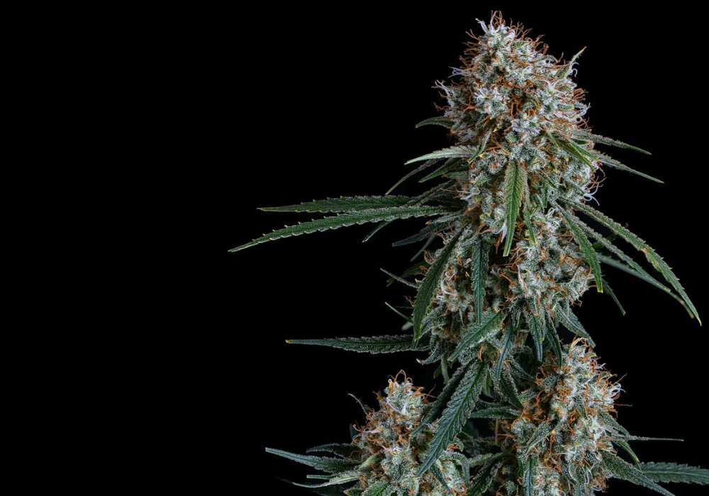 Super Lemon Haze: Egy Igazi Citrusos Élmény a Kannabisz Kedvelőinek